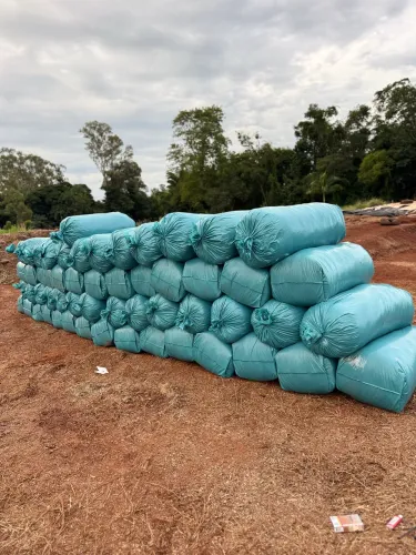 Silagem de Sorgo