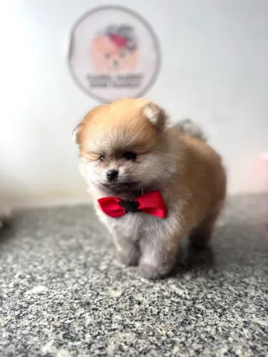 Lulu da pomerania anão Macho