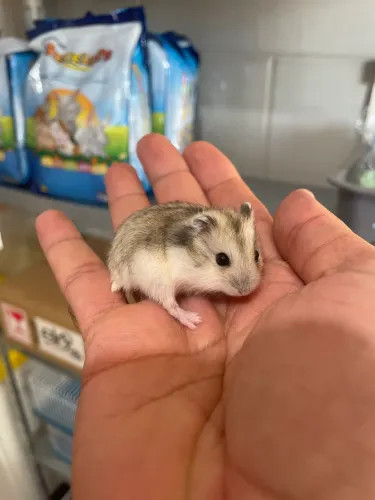 Hamster anão russo filhotes