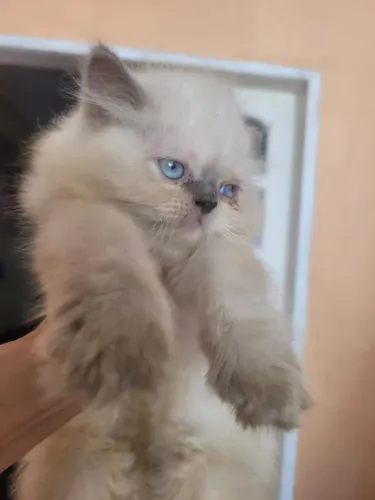 Gato persa puro