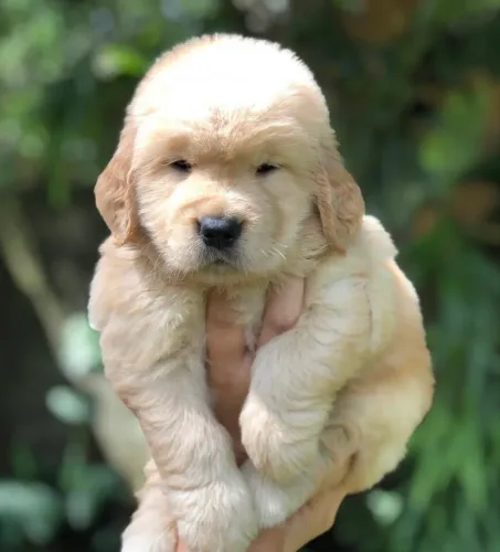 Golden com 50 dias vacinado 