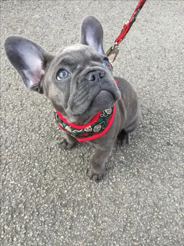 Bulldogue Francês - Um Filhote Para Alegrar Cada Cantinho Da Casa 