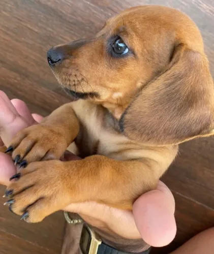 Dois filhotes de Dachshund disponíveis!