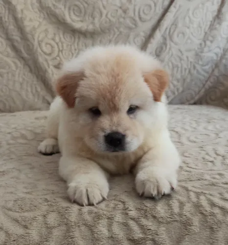 Vendo filhote de Chow Chow