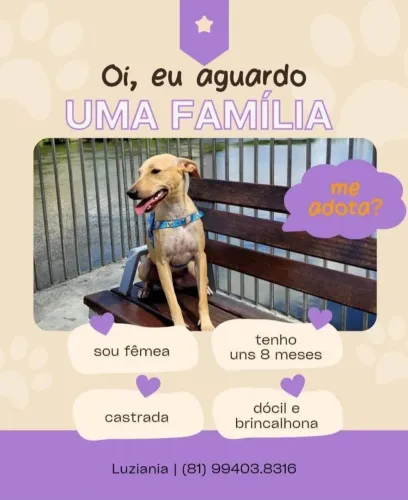 Para adoção responsável