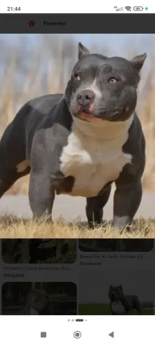 Pitbull American bullying
