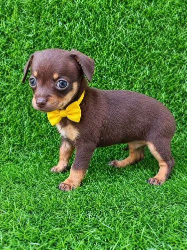 Pinscher número 01 macho