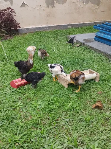 Pintinhos GSB
