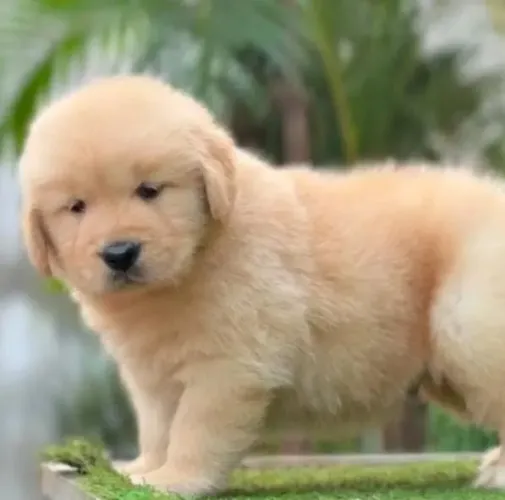Golden Retriever Filhotes Companheiros Incríveis. 