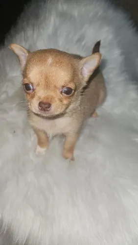 Chihuahua macho filhotes