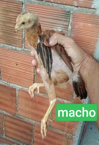 Pintos índio gigante