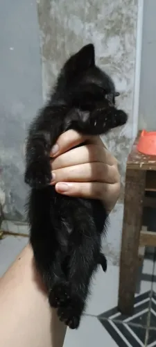 Doa-se 4 filhotinhos de gatos ?
