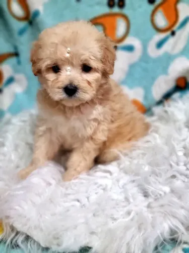 Poodle micro vacinados e vermifugados
