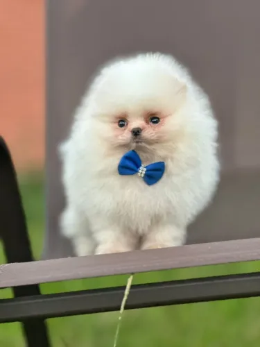 LULU DA POMERÂNIA EXCLUSIVO!!