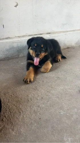Cachorro