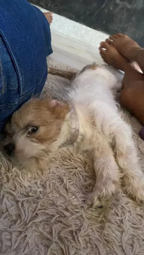 Cachorro  para adoção 