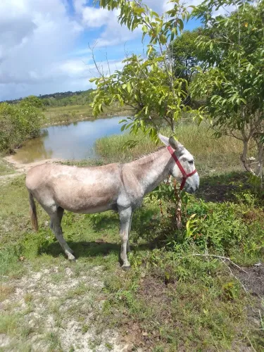 Jumento bom de carroça e de cela sem defeito 
