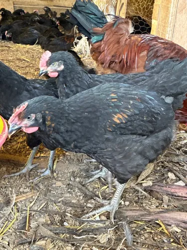 Gigante negro frangas e frangos