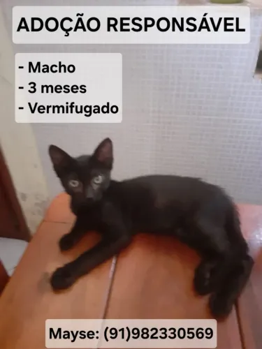 Adoção responsável