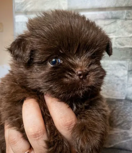 As 2 Raças Mais Fofas em 1 Só! Filhotes Micro (Spitz x Shih Tzu)