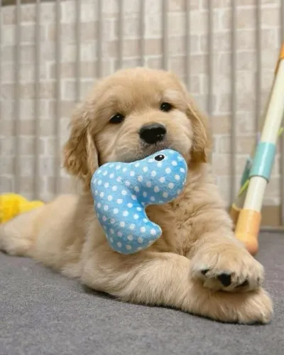 Filhotes de Golden Retriever | Puro encanto em cada detalhe!