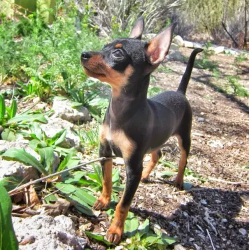 Pinscher 