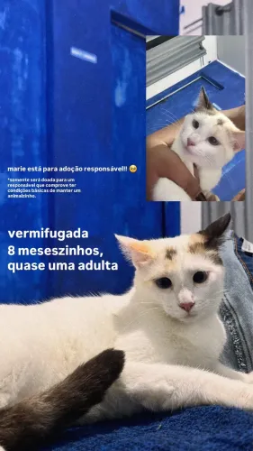 Gatinhos para adoção