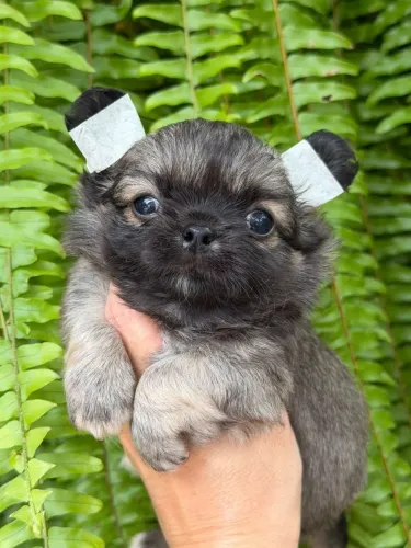 Chihuahua menino pelinhos longo e com focinho bem curtinho.