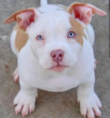 Neném Pitbull/ Pit Monster saudável e muito brincalhão