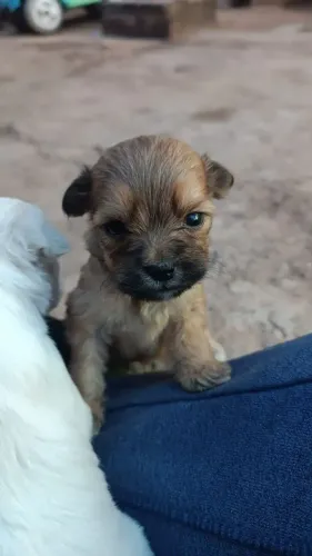 Shitzu com lhasa