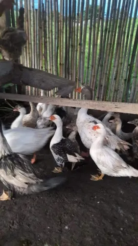 Patos e patas graúdas ( iniciando produção)