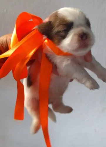 Filhotes de SHIH TZU Fêmeas