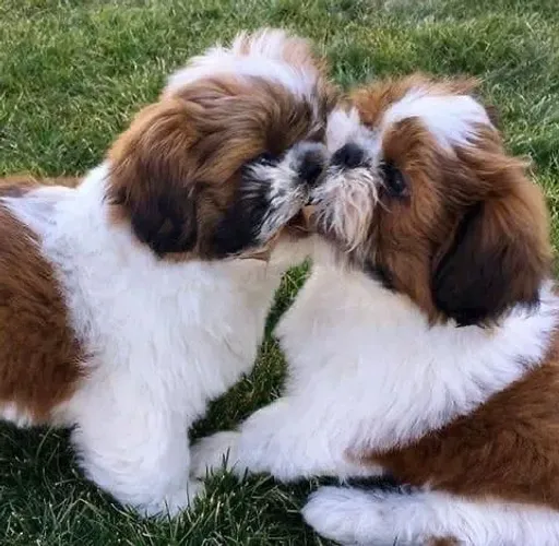Shih Tzu Um cachorrinho assim é puro encanto em forma de pet