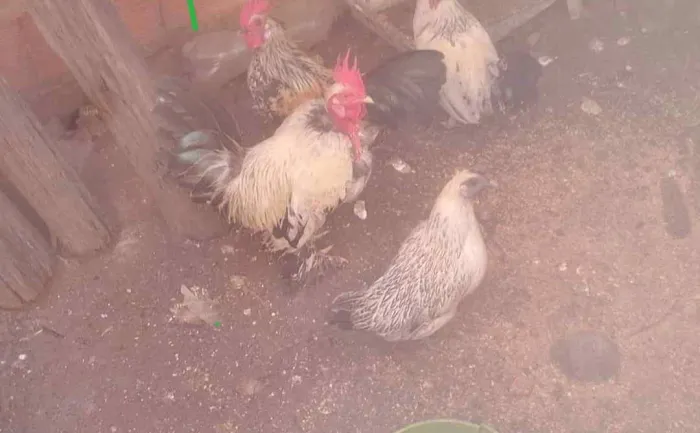 Casal de Galizé 