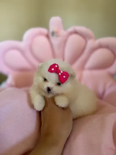 Vendo filhote de Spitz Alemão Anão