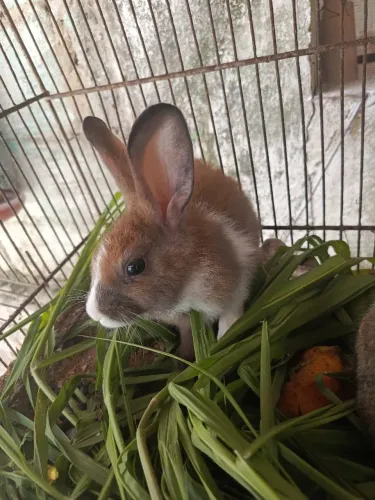 Filhotes de Coelho ?