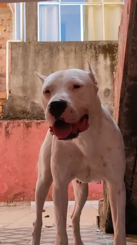 Dogo Argentino Macho 