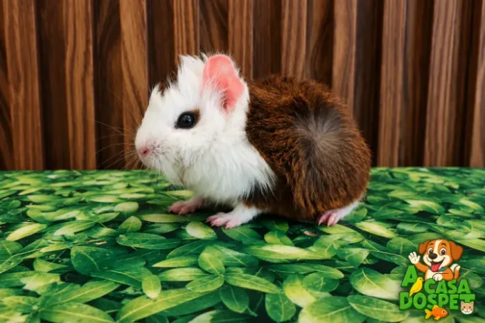 Porquinho da Índia