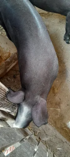 Porcos 