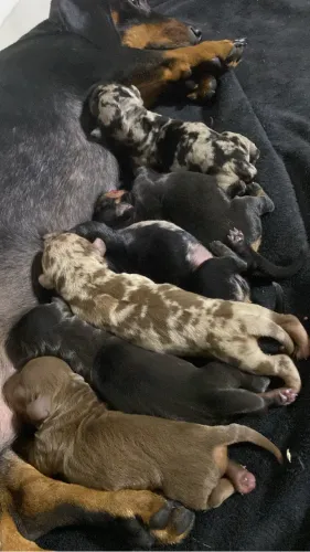 Filhotes de Daschund (salsichas) - Cofap
