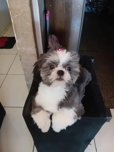 Vendo