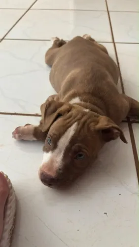 Filhote pitbull