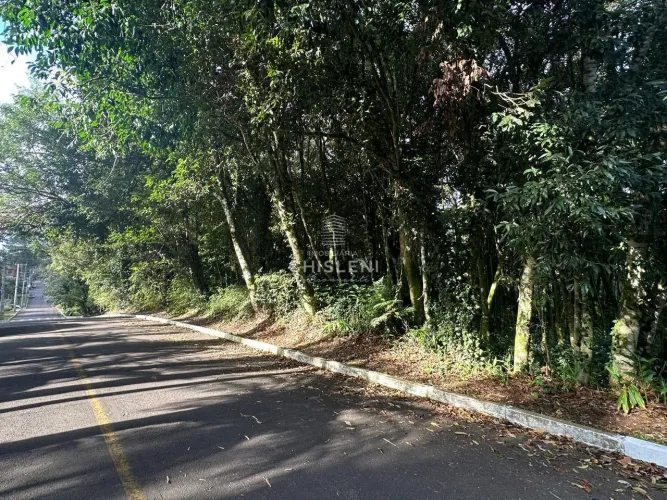 IPÊ AMARELO