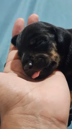 Filhotes de Dachshund para reservar