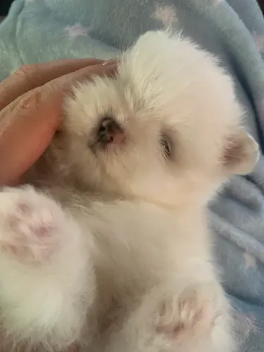 Lulu da pomerania