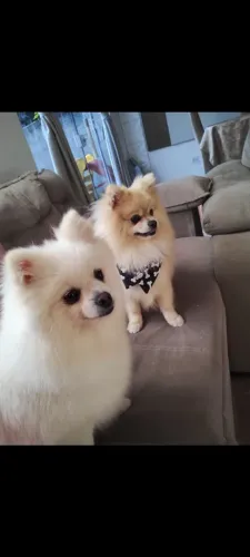 Vendo casal de spitz alemão com 3 filhotes 