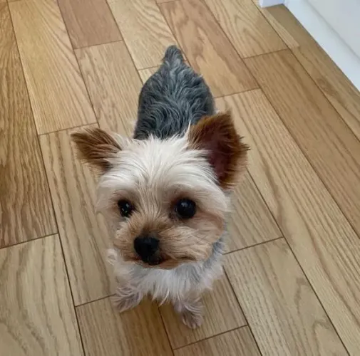 Filhote Yorkshire Terrier, Nada como o amor verdadeiro de um cachorro!