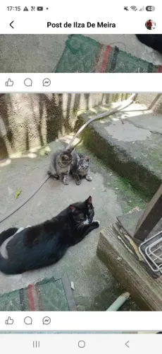 Doação de filhotes de gatos urgente