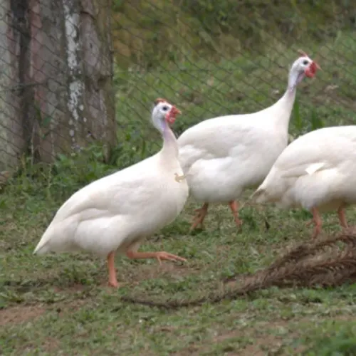GALINHA DA ANGOLA BRANCA