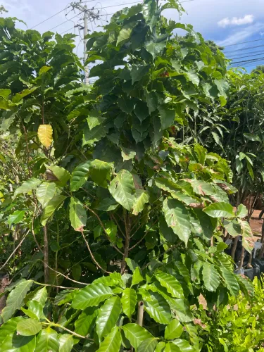 Muda de Café Catuai vermelho 